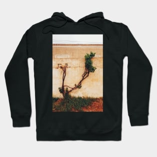 Grapevine Tree Growing Through Wall Hoodie